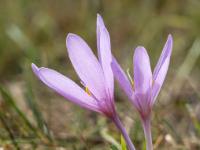 Zwei violette Herbstzeitlose Blüten im Gegenlicht
